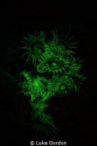 Fluorescent zoanthids display a large amount of GFP (gree... by Luke Gordon 